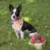 adoptable Dog in  named Peaches
