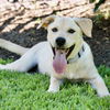 adoptable Dog in Hopkinton, MA named Cricket