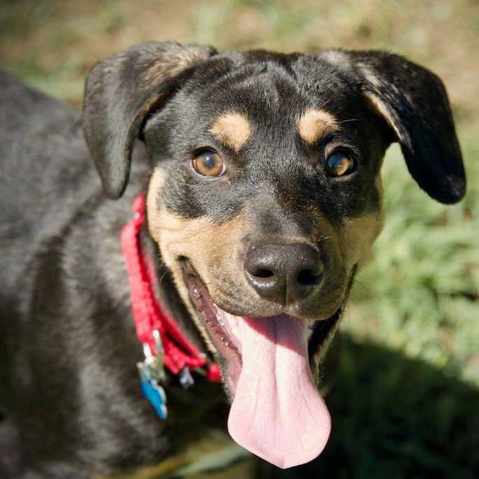 adoptable Dog in Hopkinton, MA named Crocket
