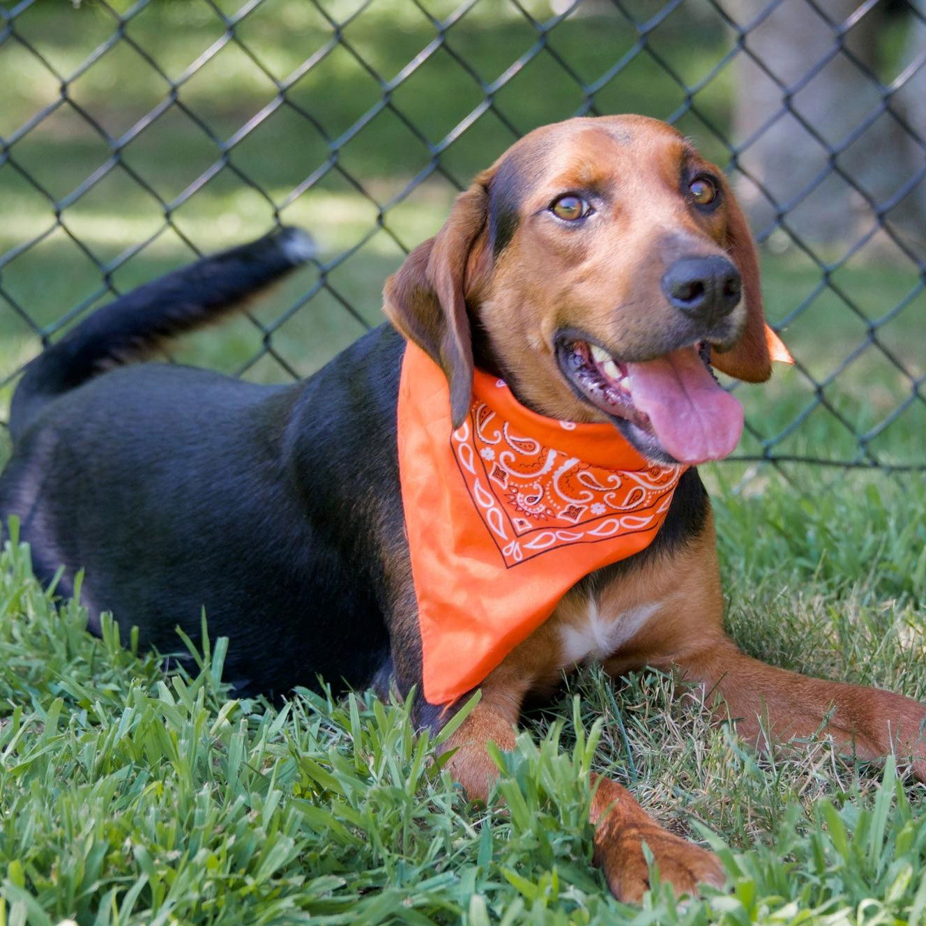 adoptable Dog in Hopkinton, MA named Boone