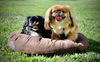 adoptable Dog in hopkinton, MA named Maggie Moo and Sammy