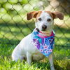 adoptable Dog in  named Suzy