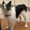 adoptable Dog in hopkinton, MA named Moxie