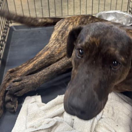 adoptable Dog in Hopkinton, MA named Rambo