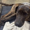 adoptable Dog in hopkinton, MA named Rambo