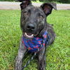 adoptable Dog in Hopkinton, MA named Gus