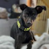 adoptable Dog in  named Chief