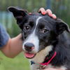 adoptable Dog in  named Kacee