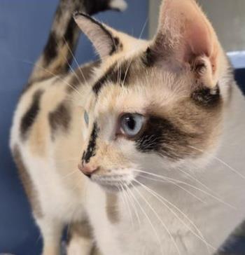 adoptable Cat in Hopkinton, MA named Mini