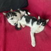 adoptable Cat in  named Vinicio & Anibal