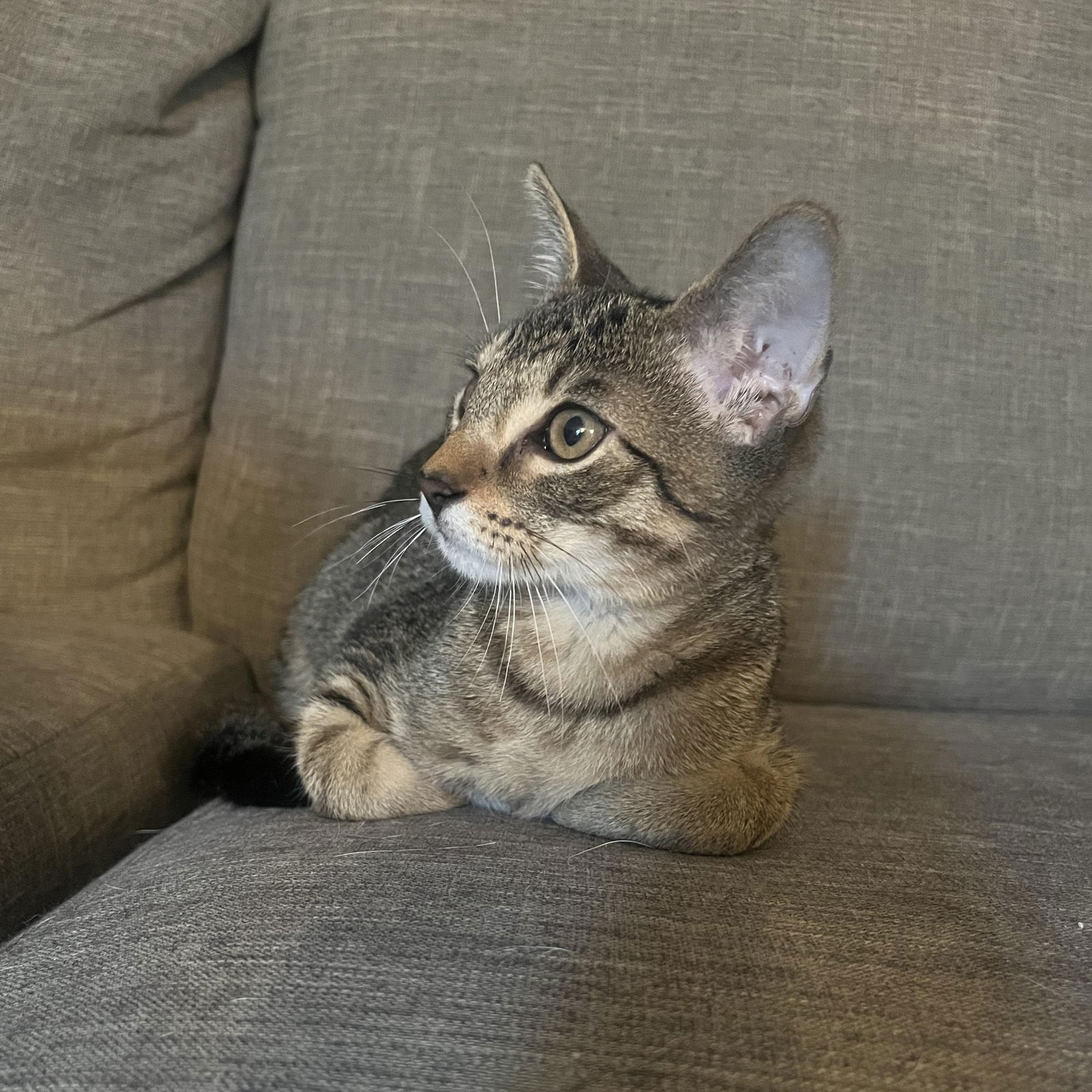 adoptable Cat in Hopkinton, MA named Fletcher