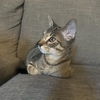 adoptable Cat in  named Fletcher