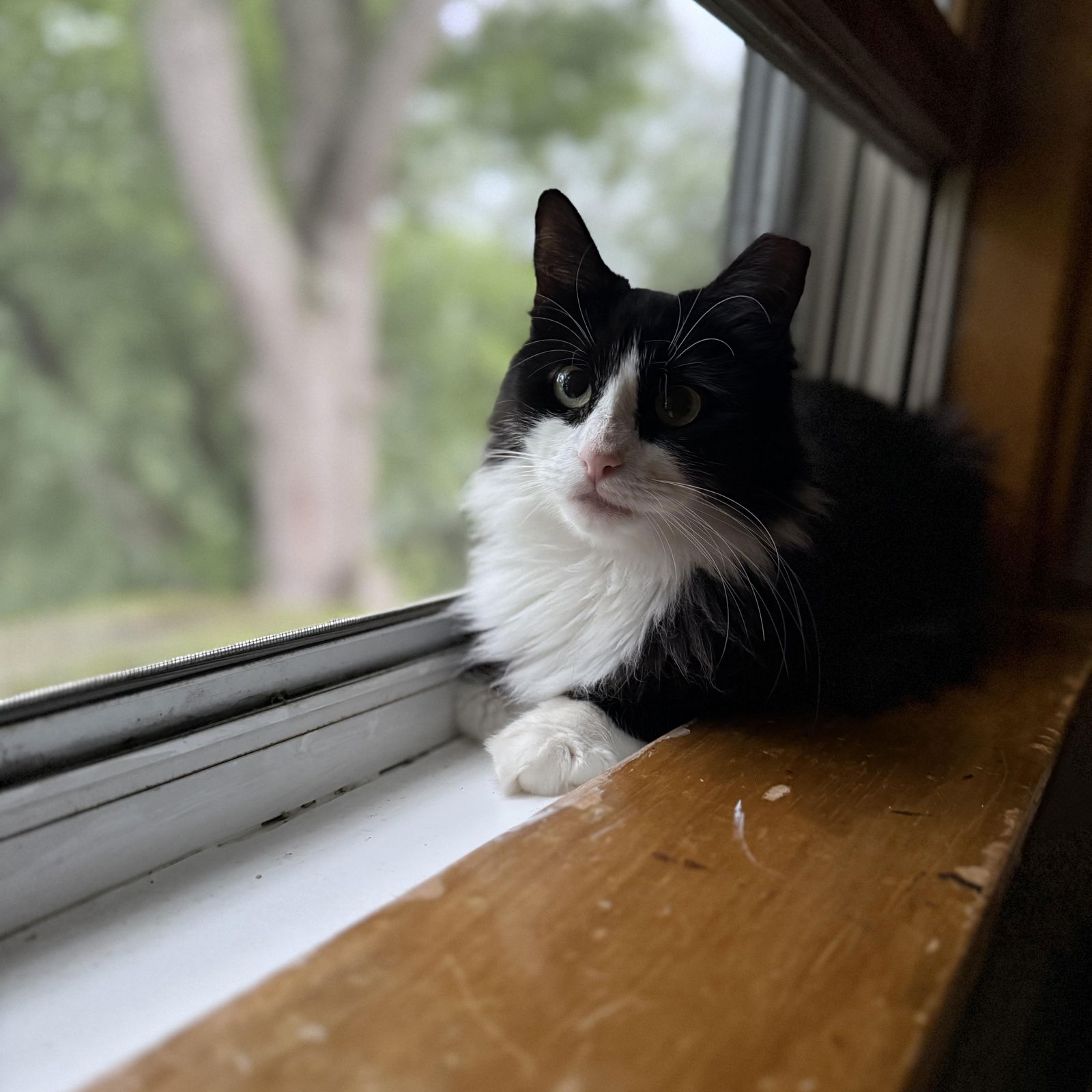 adoptable Cat in Hopkinton, MA named Valencia