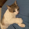 adoptable Cat in , MA named Josephine
