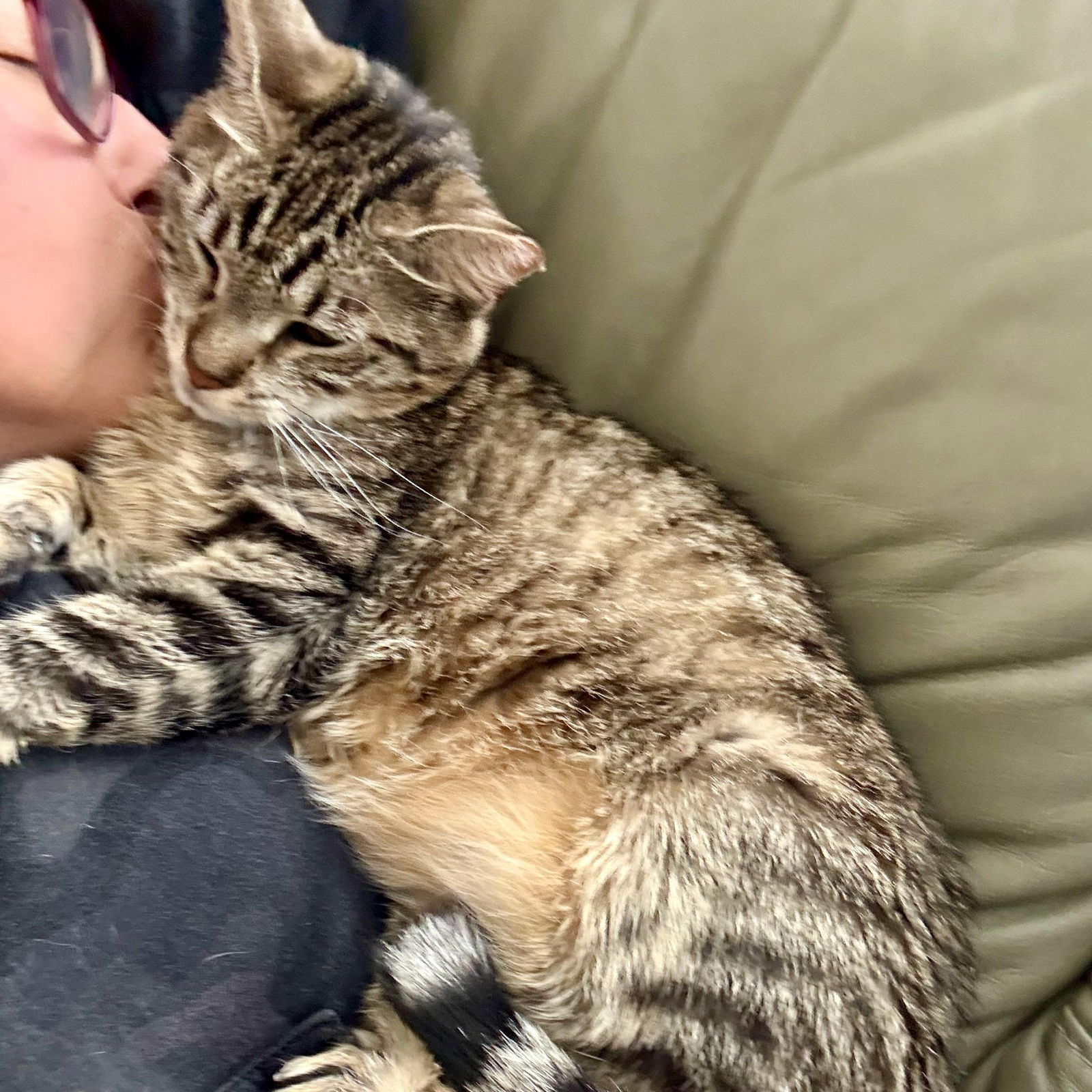 adoptable Cat in Hopkinton, MA named SalSal