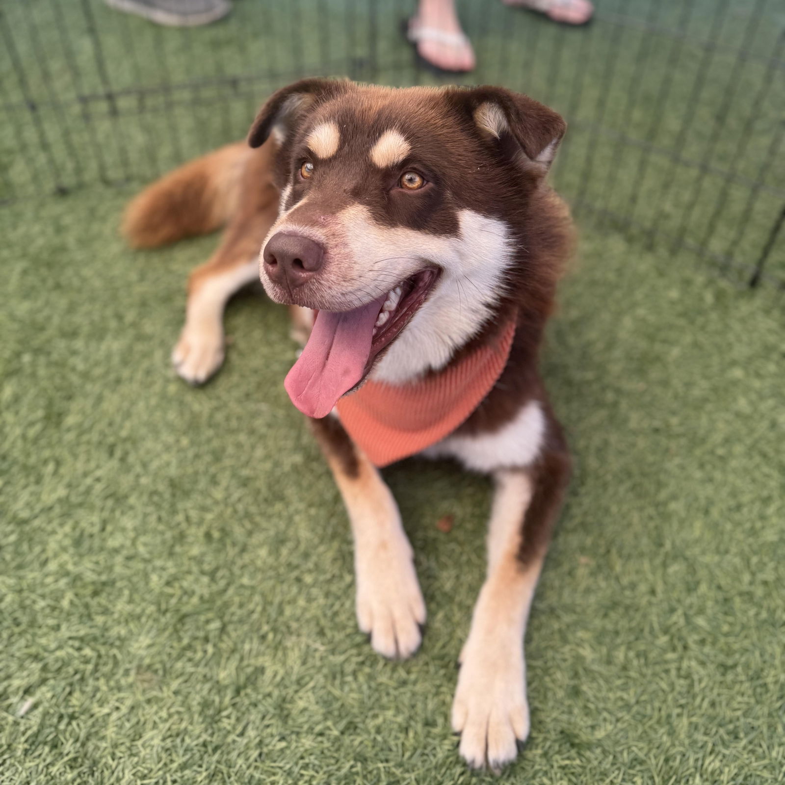 adoptable Dog in Hopkinton, MA named Rocky