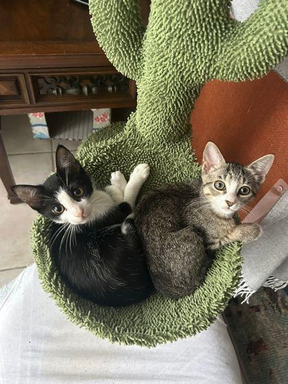 adoptable Cat in Hopkinton, MA named Amara & Anita