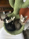 adoptable Cat in , MA named Amara & Anita