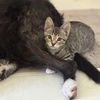 adoptable Cat in hopkinton, MA named Millie