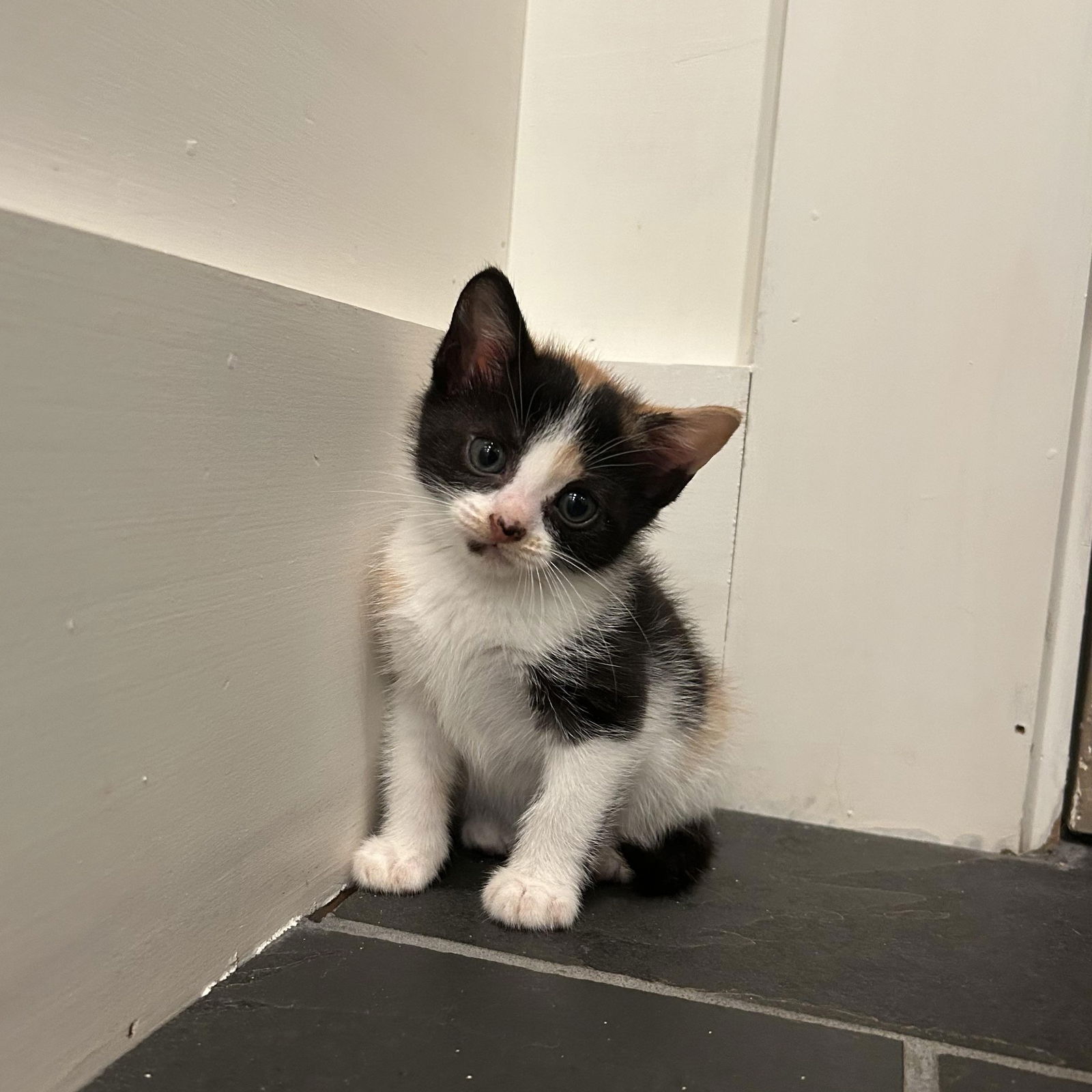 adoptable Cat in Hopkinton, MA named Peanut