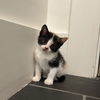 adoptable Cat in hopkinton, MA named Peanut