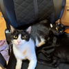 adoptable Cat in hopkinton, MA named Momma Bloomy & Dale