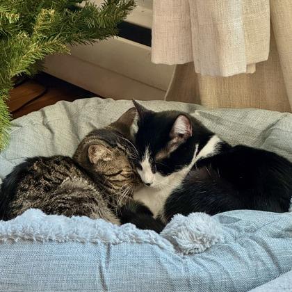 adoptable Cat in Hopkinton, MA named Purrfect Duo: Kai and Keats