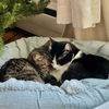 adoptable Cat in hopkinton, MA named Purrfect Duo: Kai and Keats