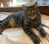 adoptable Cat in hopkinton, MA named Ty