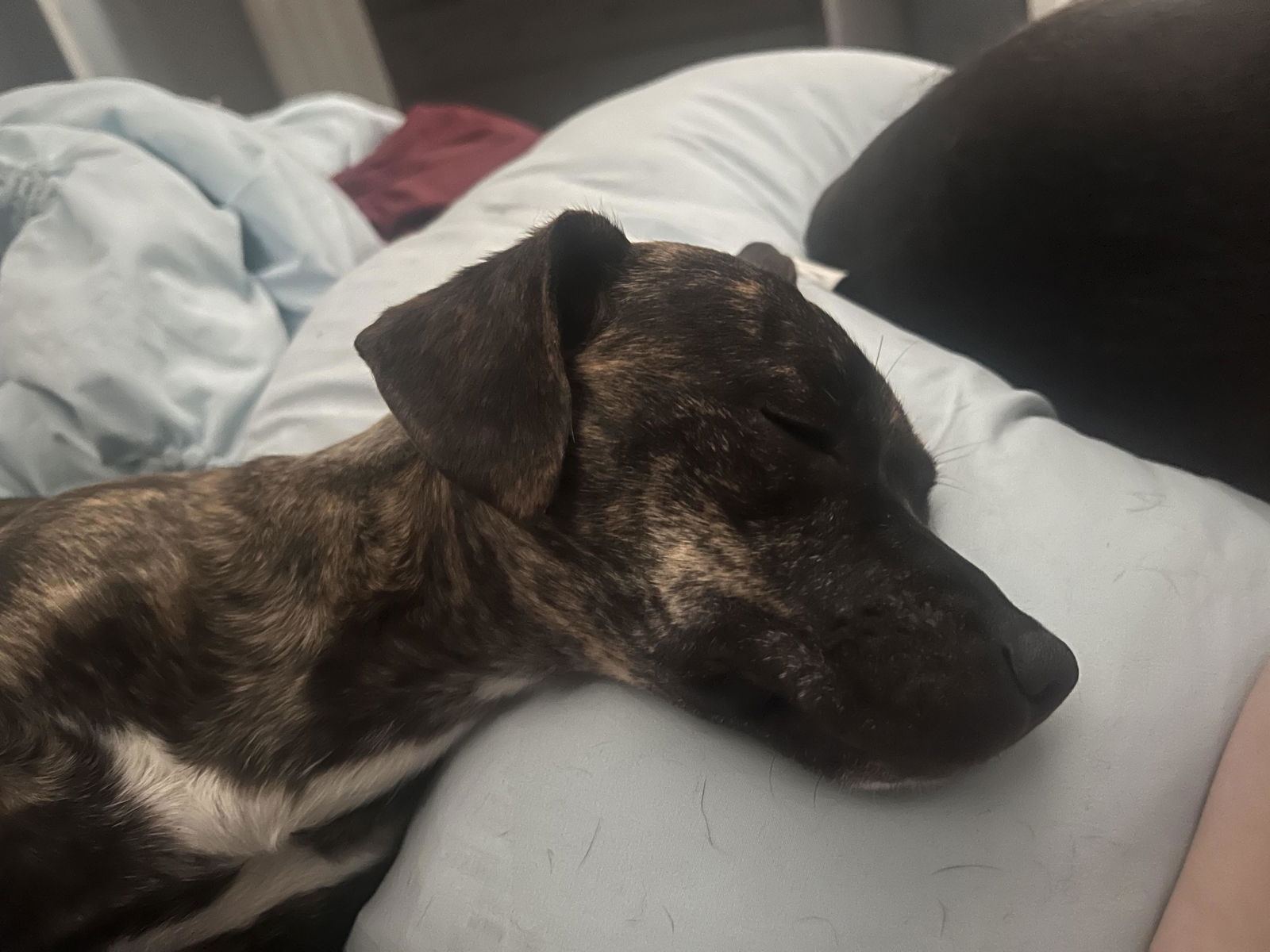 adoptable Dog in Washington, NC named Ruby Roo