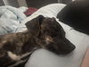 adoptable Dog in  named Ruby Roo