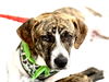 adoptable Dog in  named Maxamilian (Max)