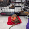 adoptable Dog in  named Sophia