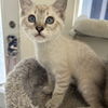 adoptable Cat in  named Primrose & Dahlia