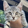 adoptable Cat in  named Chloe