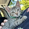 adoptable Cat in  named Romeo