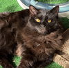 adoptable Cat in  named Coco Chanel