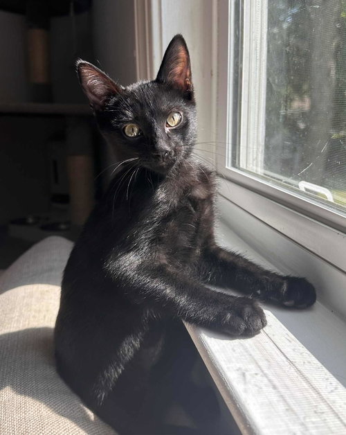 Gio =^.^=, Baby Domestic Short Hair (short coat), cat for adoption in Jacksonville, Florida