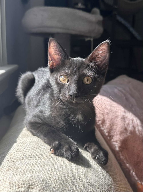 Gretchen =^.^=, Baby Domestic Short Hair (short coat), cat for adoption in Jacksonville, Florida