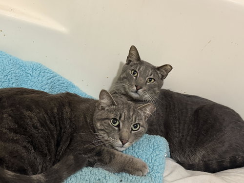 Lloyd & Larry, Adult Domestic Short Hair (short coat), cat for adoption in Jacksonville, Florida