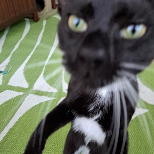 Zulu =^.^=, Young Domestic Short Hair (short coat), cat for adoption in Jacksonville, Florida