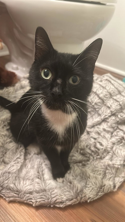 Echo, Young Domestic Short Hair (short coat), cat for adoption in Jacksonville, Florida