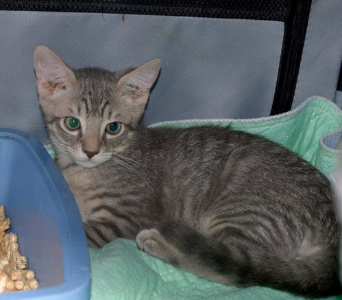 Buttons =^.^=, Baby Domestic Short Hair (short coat), cat for adoption in Jacksonville, Florida