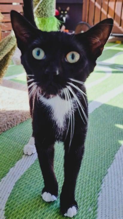 Zip, Young Domestic Short Hair (short coat), cat for adoption in Jacksonville, Florida