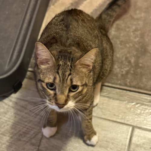 Brownie, Adult Domestic Short Hair (short coat), cat for adoption in Jacksonville, Florida
