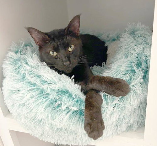 Zen, Adult Domestic Short Hair (short coat), cat for adoption in Jacksonville, Florida