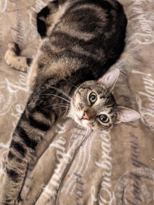 Trixie, Adult Domestic Short Hair, cat for adoption in Jacksonville, Florida