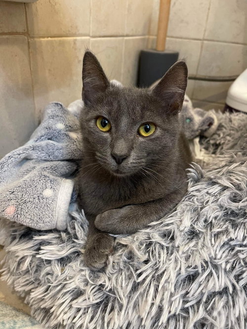 Fuji =^.^=, Adult Domestic Short Hair (short coat), cat for adoption in Jacksonville, Florida