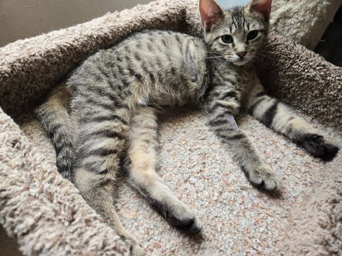 Chevy =^.^=, Young Domestic Short Hair (short coat), cat for adoption in Jacksonville, Florida