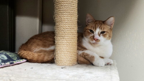 Kimbo =^.^=, Adult Domestic Short Hair, cat for adoption in Jacksonville, Florida